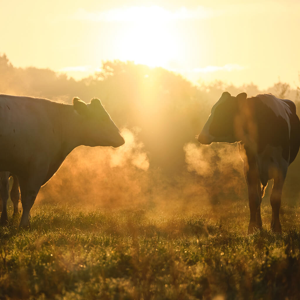 Kühe im Sonnenuntergang auf einer Wiese