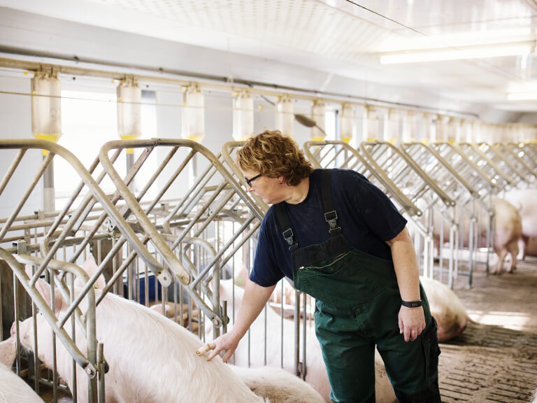 Tierwirt im Stall